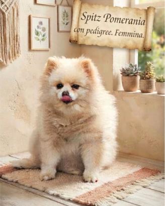 Femmina spitz pomerania di 6 anni