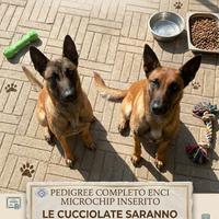 Cuccioli di Pastore Belga Malinois con Pedigree