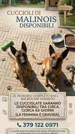Cuccioli di Pastore Belga Malinois con Pedigree