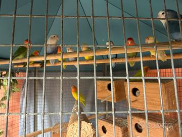 Inseparabili