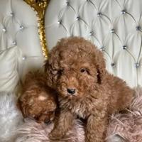 Barboncini mini toy albicocca