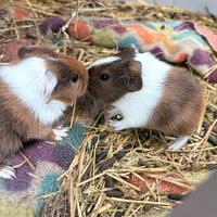 Cuccioli porcellini d'india