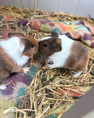 Cuccioli maschi porcellini d'india