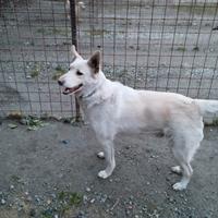 Cane pastore taglia media Ditorni Saluzzo Cuneo