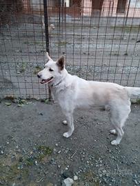 Cane pastore taglia media Ditorni Saluzzo Cuneo