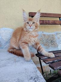 Maine Coon