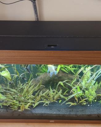 Acquario acqua dolce 300 litri completo di pompa,