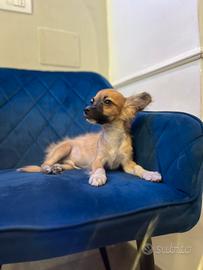 Cucciolo chihuahua mini fulvo