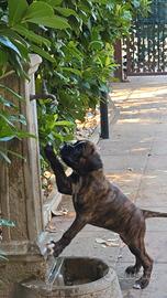 Cane cucciolo boxer tigrato