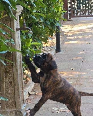 Cane cucciolo boxer tigrato