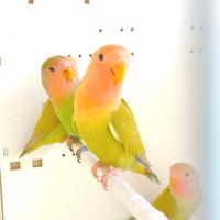 Inseparabili