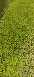 Lenticchie d'acqua (Lemna minor)