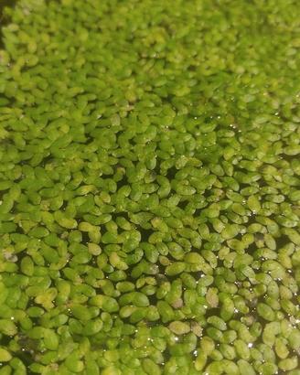 Lenticchie d'acqua (Lemna minor)
