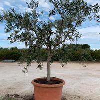 Alberi di olivo in vaso