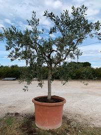 Alberi di olivo in vaso