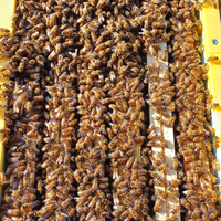 Api sciame nucleo su 5 telaini regina 2025