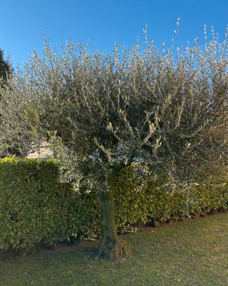Ulivo