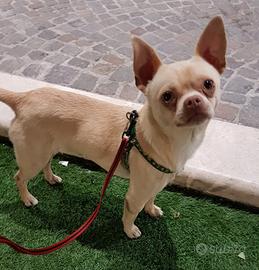 Chihuahua stallone da monta