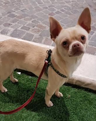 Chihuahua stallone da monta