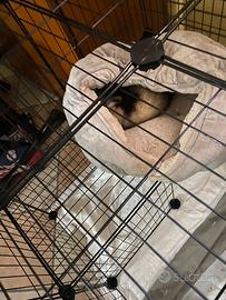 Furetto femmina di 6 mesi