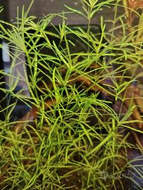 Najas guadalupensis pianta acquario 
