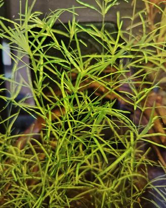 Najas guadalupensis pianta acquario 