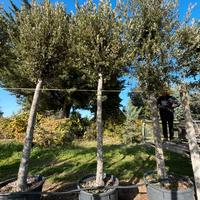 Pinta quercus ilex (LECCIO) altezza 400/450 M