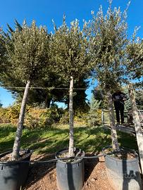 Pinta quercus ilex (LECCIO) altezza 400/450 M