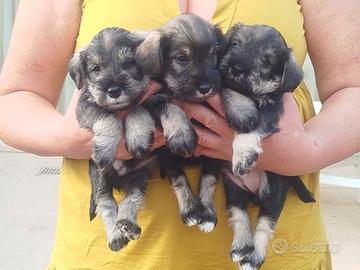 Cuccioli con pedigree per le esposizioni