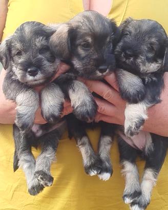 Cuccioli con pedigree per le esposizioni