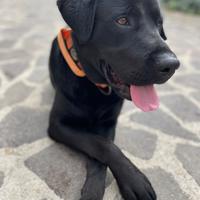 Labrador nero