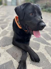 Labrador nero