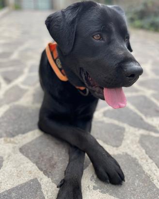 Labrador nero