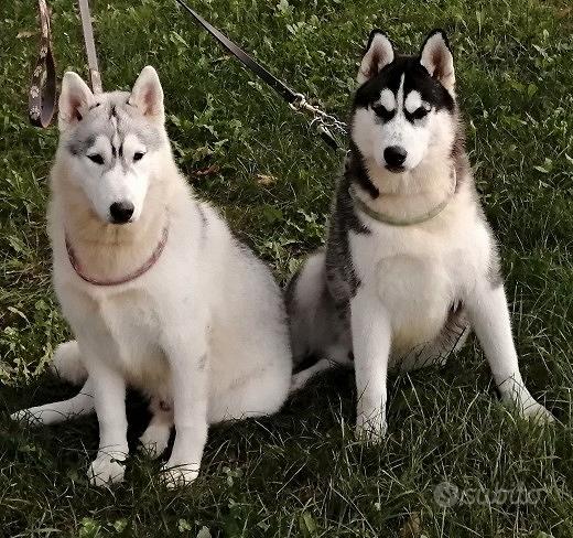 Incrocio siberian husky hot sale e alaskan malamute