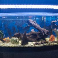 acquario 100 litri + mobiletto + accessori