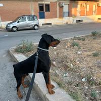 Disponibile per monta