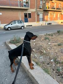 Disponibile per monta