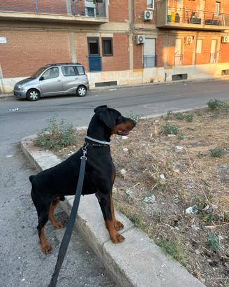 Disponibile per monta