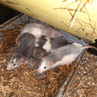 Baby ratti domestici