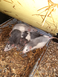 Baby ratti domestici