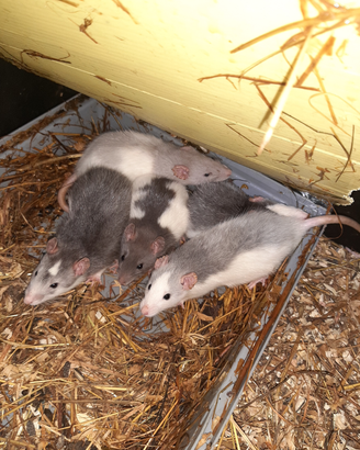 Baby ratti domestici