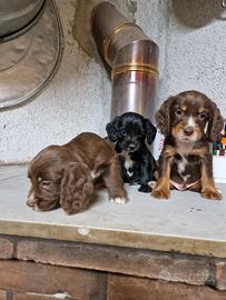 cocker spaniel inglese 