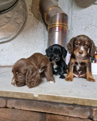 cocker spaniel inglese 