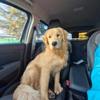 Monta Golden Retriever Americano