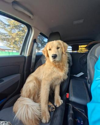 Monta Golden Retriever Americano