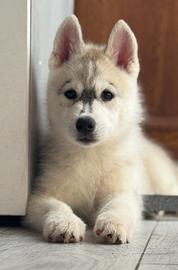 Siberian husky