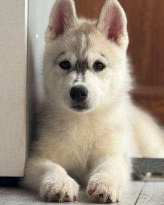 Siberian husky