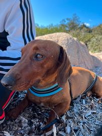 Bassotto maschio per monta