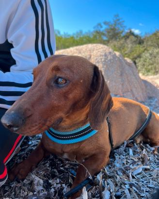 Bassotto maschio per monta