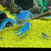 Procambarus Alleni, gambero blue della florida